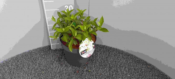 Hydrangea paniculata 'Confetti®' T 23