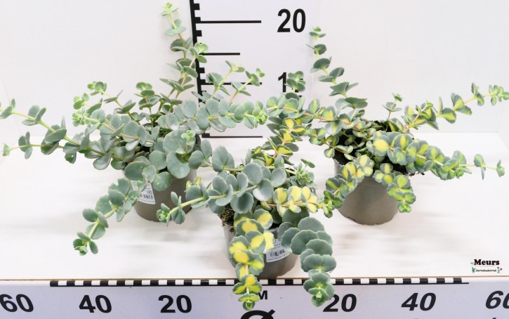 Sedum sieboldii 'Variegata' T 12