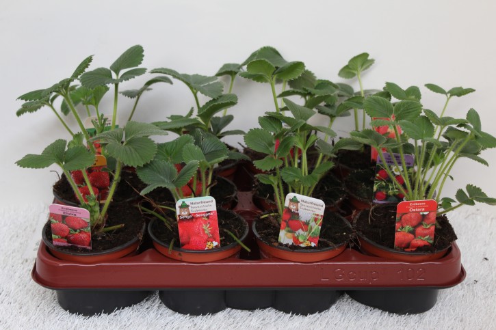 Erdbeere T 9,5  MIX-Lage