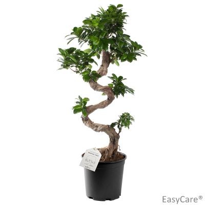 Ficus microcarpa  T 27