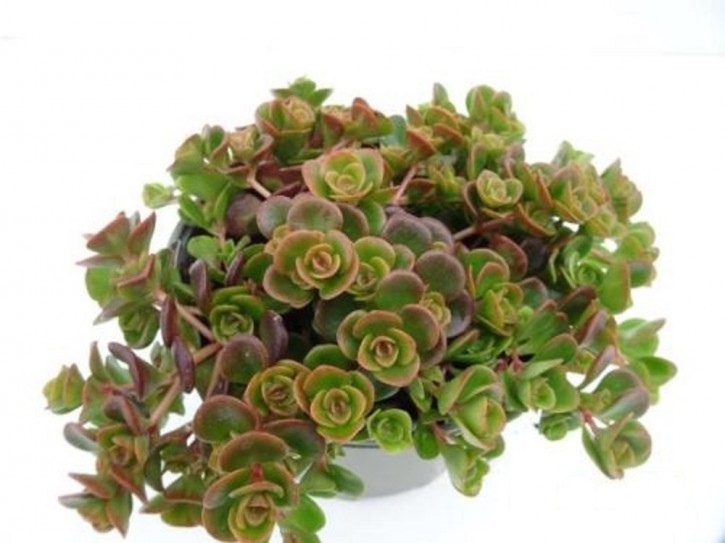 Sedum tetractinum   T 13