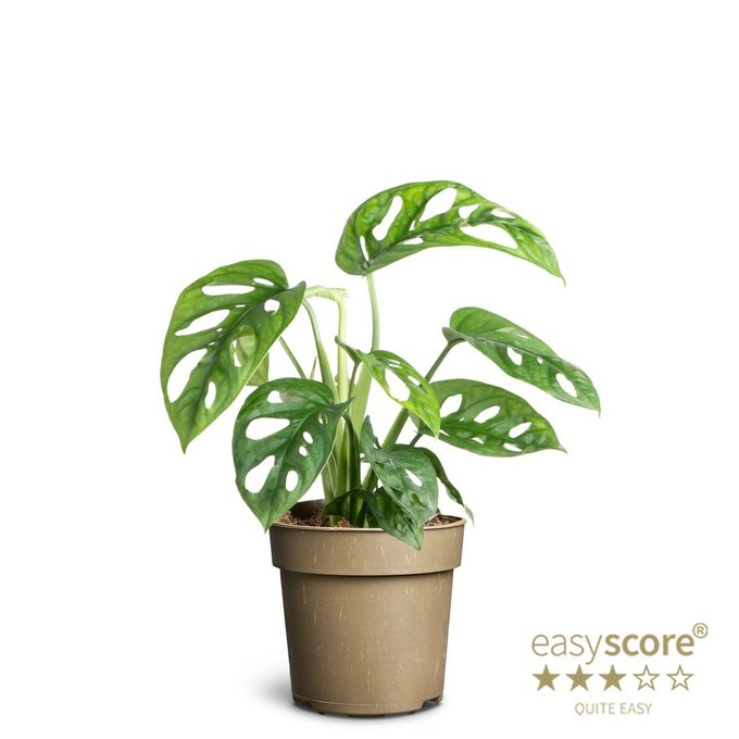 Monstera friedrichstahlii   T 11