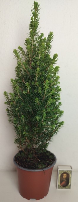 Picea glauca 'Conica Perfecta'   T 11
