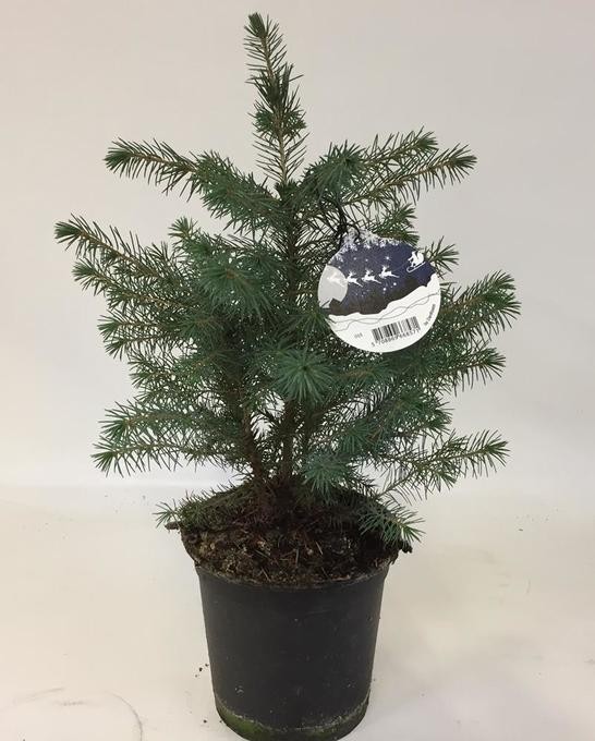 Picea omorika T 15