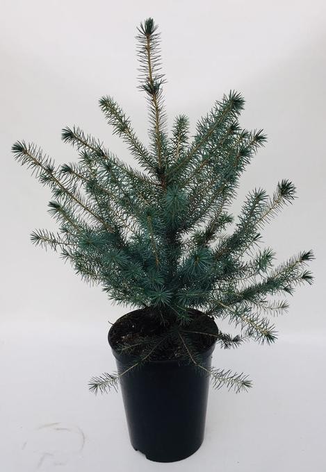 Picea omorika T 19