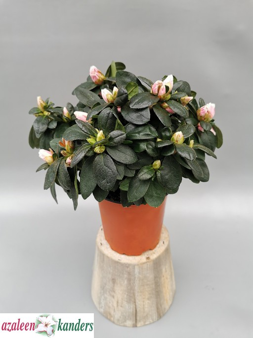 Rhododendron simsii 'Helmut Vogel T 11 MIX