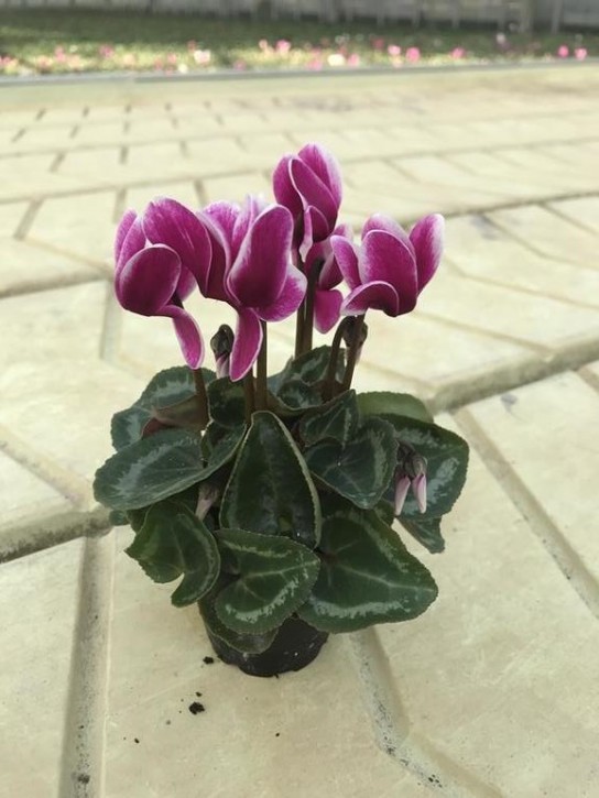 Cyclamen persicum   'Fantasia'  T 6   MINI