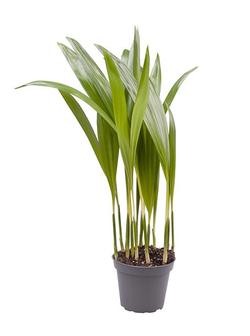 Chrysalidocarpus lutescens (Areca) T 6 MINI