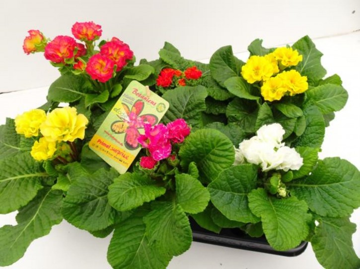 Primula acaulis 'Surprise'  T 12  (gefüllt) MIX