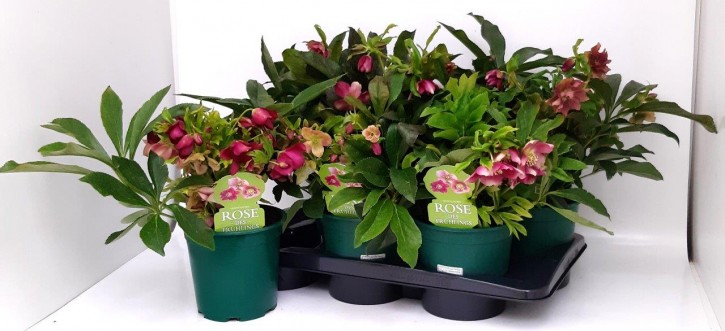 Helleborus orientalis 'Double Ellen Red'   T 17