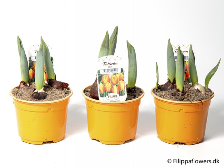 Tulipa-Hybriden 'Flair' T 10