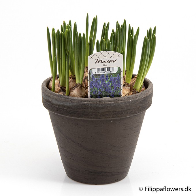 Muscari armeniacum   T 15   Tontopf