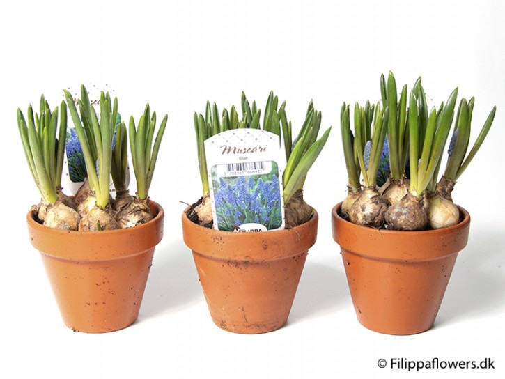 Muscari armeniacum   T 10    Tontopf