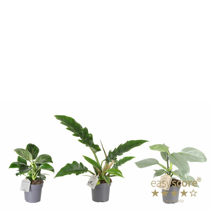 Philodendron  T 11   MIX