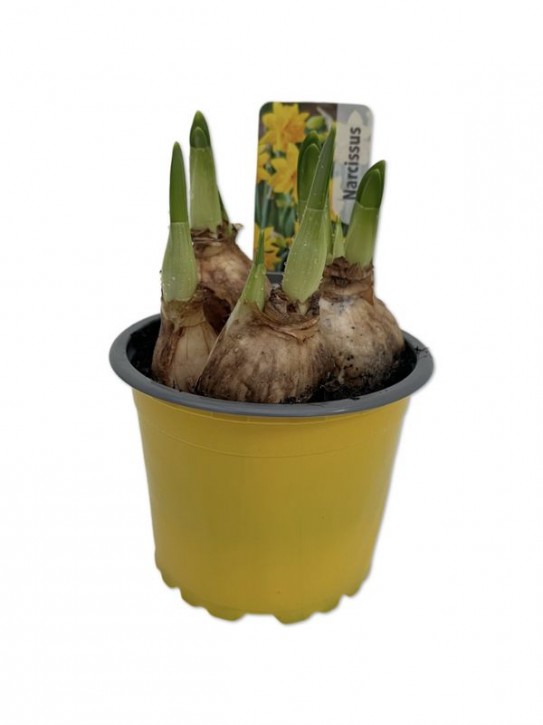 Narcissus cyclamineus 'Tete Bouclé'   T 9