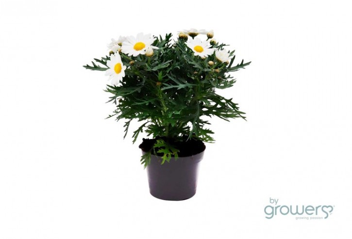 Argyranthemum frutescens   'Percussion Giga White'  T 11,5