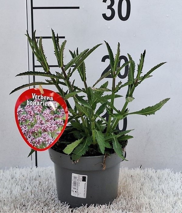 Verbena bonariensis   'Lollipop'   T 13