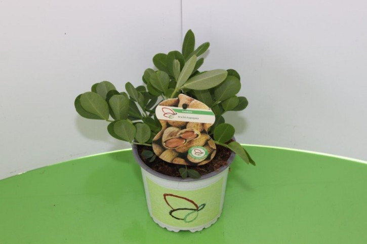 Arachis hypogaea   T 13