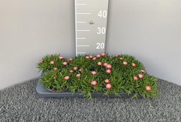 Delospermum cooperi 'Ice Cream'   T 13   MIX