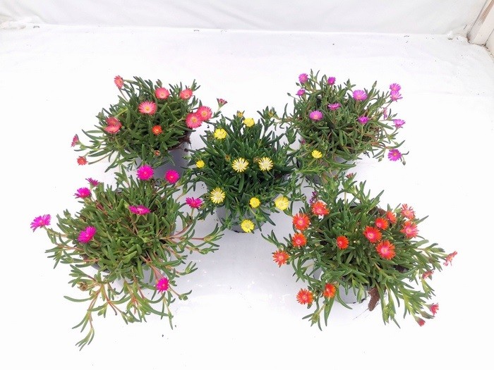 Delospermum cooperi 'Ice Cream'   T 13   MIX