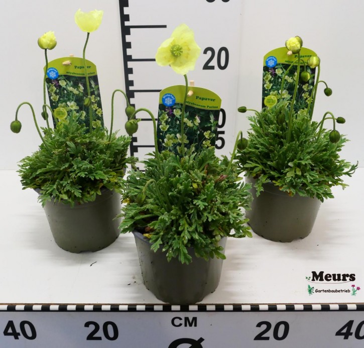Papaver miyabeanum 'Pacino'   T 13