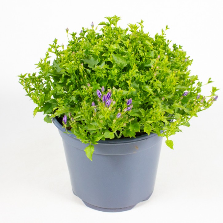 Campanula garganica   T 19