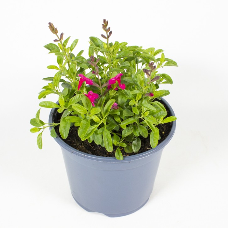 Salvia greggii   T 19   MIX