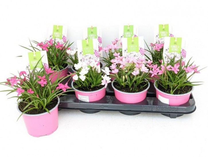 Rhodohypoxis baurii    T 12    MIX