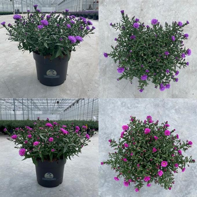 Aster-Hybriden 'Victoria' T 21 MIX