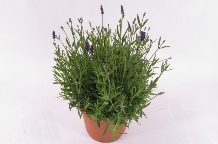 Lavandula angustifolia 'Essence Purple'   T 21