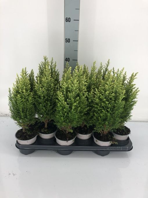 Chamaecyparis lawsoniana 'Snow 'White'   T 10,5