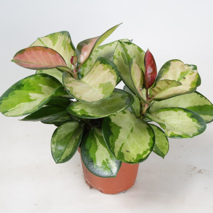 Hoya carnosa 'Tricolor' T 9