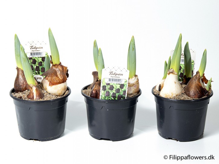 Tulipa-Hybrid 'Queen of Night'  T 10