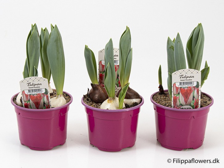 Tulipa-Hybrid 'Sweet Paradise' (rot-weiß, gefranst) T 10