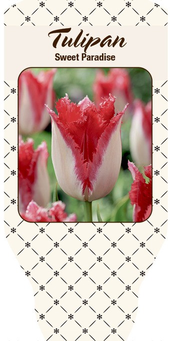 Tulipa-Hybrid   'Sweet Paradise'    T 10
