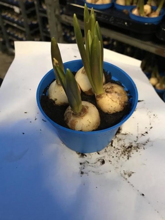 Muscari armeniacum 'Blue Magic'   T 9   (4 ppp)