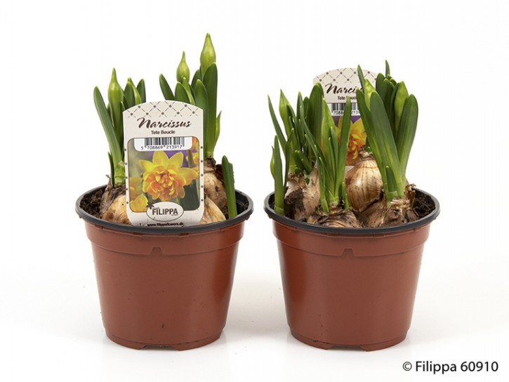 Narcissus cyclamineus 'Tete Bouclé'   T 11