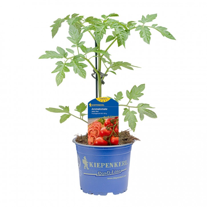 Tomate Aroma "Alido Red"   T 12   veredelt, Kiepenkerl