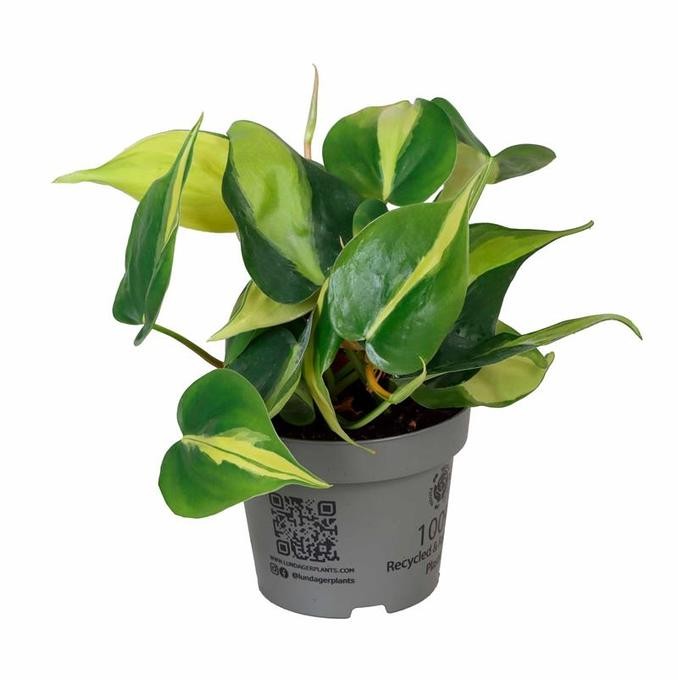 Philodendron scandens 'Brasil'   T 12