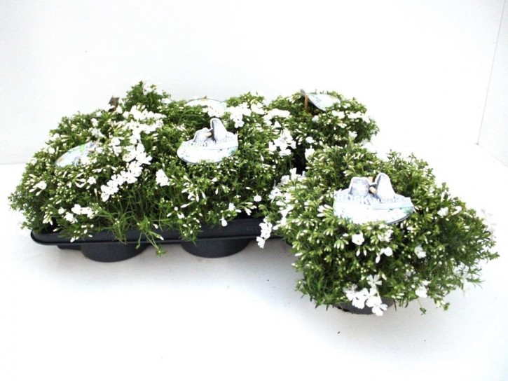 Phlox subulata   T 15   WEISS  Rock Collection®