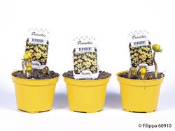 Eranthis hyemalis T 9