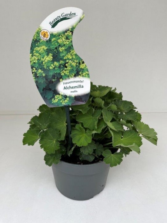 Alchemilla mollis T 19