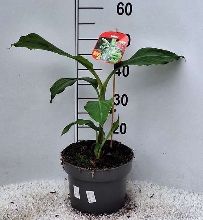 Musa basjoo T 23