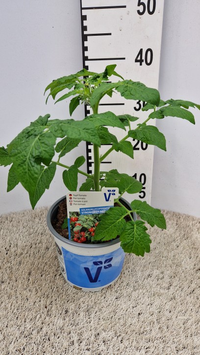 Tomate (Topf)   T 19   'Strongboy'