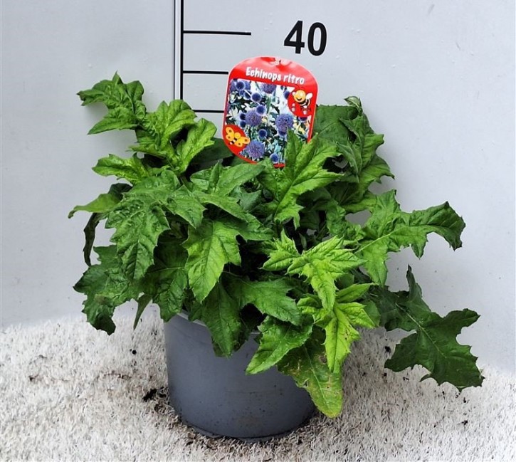 Echinops bannaticus   T 23