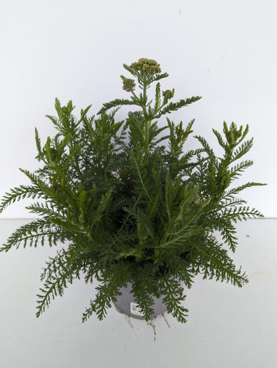 Achillea filipendulina T 19 MIX