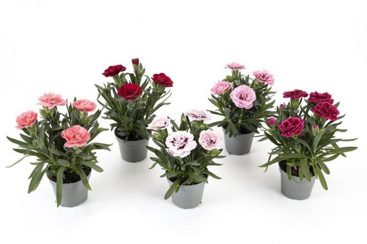Dianthus caryophyllus 'Oskar'   T 6   MINI MIX