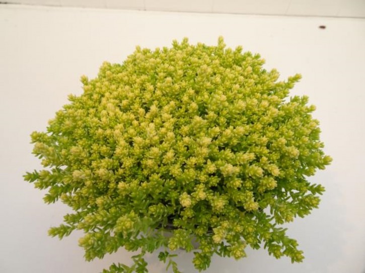 Sedum acre   T 13