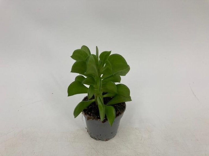 Peperomia dolabriformis   T 6   MIX  MINI