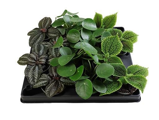 Pilea cadierei   T 6 MINI   MIX